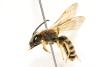 Halictus scabiosae